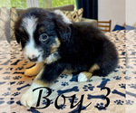 Small #9 Miniature Australian Shepherd