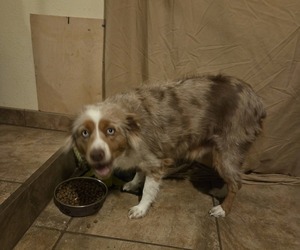 Mother of the Miniature Australian Shepherd puppies born on 05/07/2026