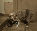 Small Photo #1 Miniature Australian Shepherd Puppy For Sale in EVERTON, MO, USA