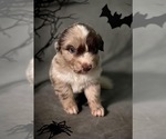 Puppy Phantom Australian Shepherd