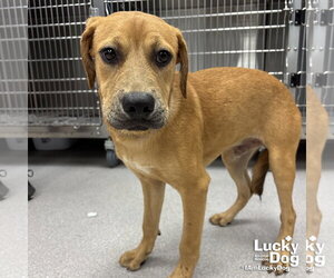 Labrador Retriever-Unknown Mix Dogs for adoption in Washington, DC, USA