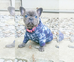 Small Photo #20 French Bulldog Puppy For Sale in MARYSVILLE, WA, USA