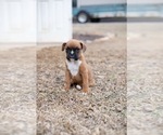 Small #7 Boxer