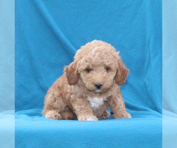Medium Photo #2 Goldendoodle (Miniature) Puppy For Sale in AIRVILLE, PA, USA
