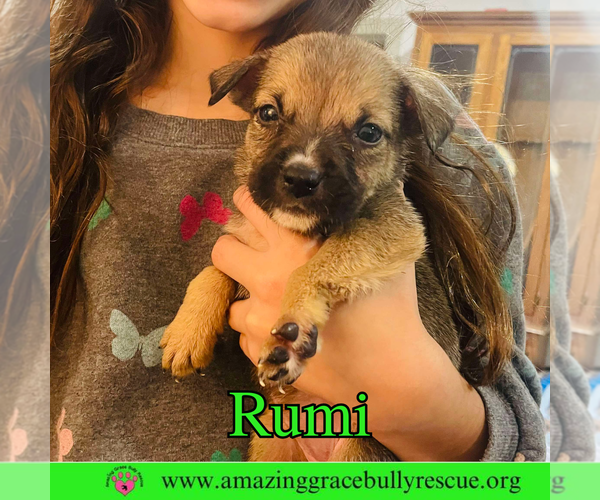 Medium Photo #1 Boxer-Unknown Mix Puppy For Sale in Pensacola, FL, USA