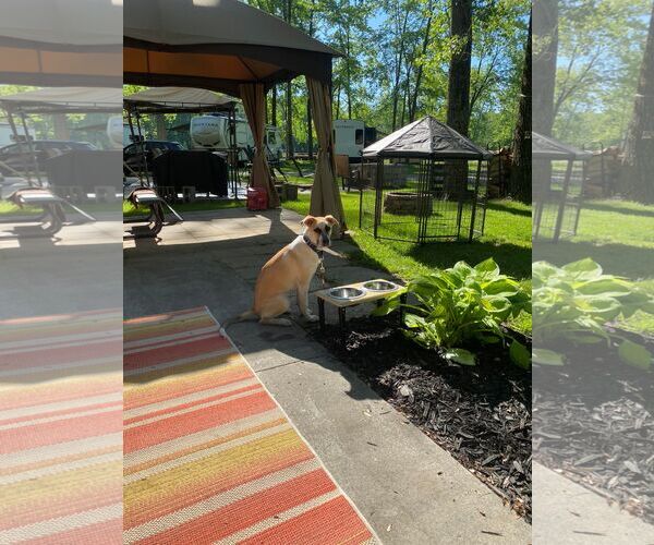 Medium Photo #5 Siberian Husky-Unknown Mix Puppy For Sale in Binghamton, NY, USA