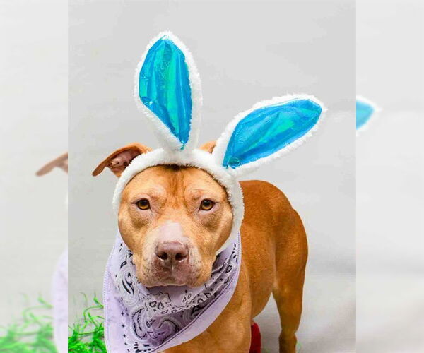 Medium Photo #2 Mutt Puppy For Sale in Sanford, FL, USA