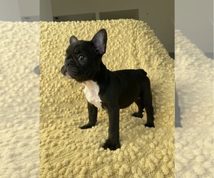 French Bulldog Puppy for sale in SACRAMENTO, CA, USA
