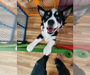 Pomsky Puppy for sale in WARREN, MI, USA