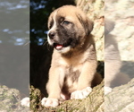 Small Photo #6 Spanish Mastiff Puppy For Sale in DRYDEN, VA, USA
