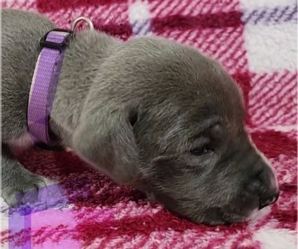 Medium Photo #8 Great Dane Puppy For Sale in OGDEN, UT, USA