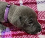Small Photo #8 Great Dane Puppy For Sale in OGDEN, UT, USA
