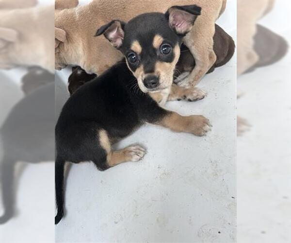 Medium Photo #1 Labrador Retriever-Unknown Mix Puppy For Sale in Houston, TX, USA