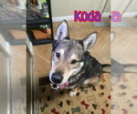 Small #3 Alaskan Malamute-German Shepherd Dog Mix