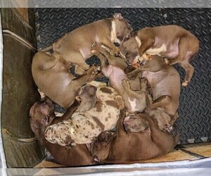 American Bully Puppy for Sale in JOSHUA, Texas USA