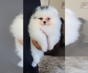 Pomeranian Puppy for sale in SUN VALLEY, NV, USA