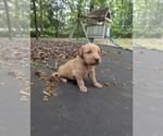 Image preview for Ad Listing. Nickname: Simba Jr