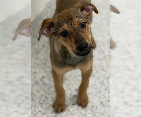Medium Photo #1 Beagle-Unknown Mix Puppy For Sale in Canfield, OH, USA