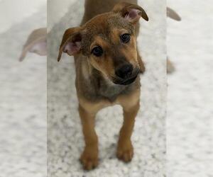 Beagle-Unknown Mix Dogs for adoption in Canfield, OH, USA
