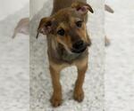 Small Beagle Mix