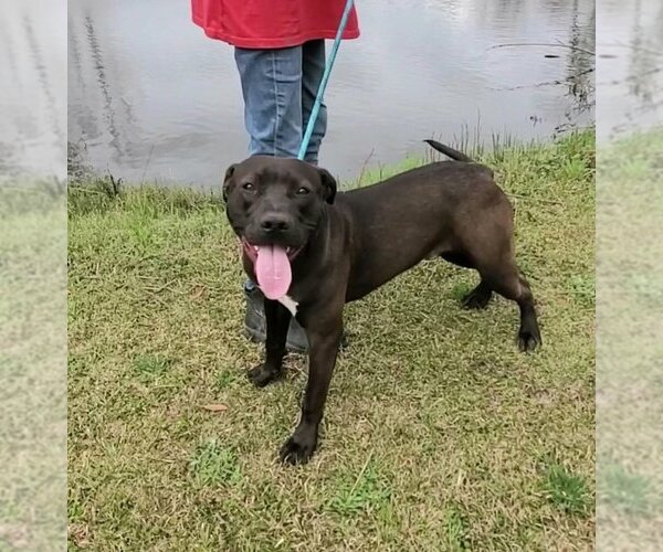 Medium Photo #1 Labrador Retriever-Unknown Mix Puppy For Sale in Tarrytown, GA, USA