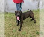 Small Labrador Retriever Mix