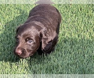 Dachshund Puppy for Sale in SEATTLE, Washington USA