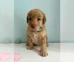 Small #2 Aussiedoodle-Labradoodle Mix