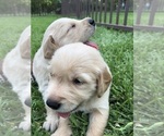 Small Photo #9 Golden Retriever Puppy For Sale in DALLAS, TX, USA