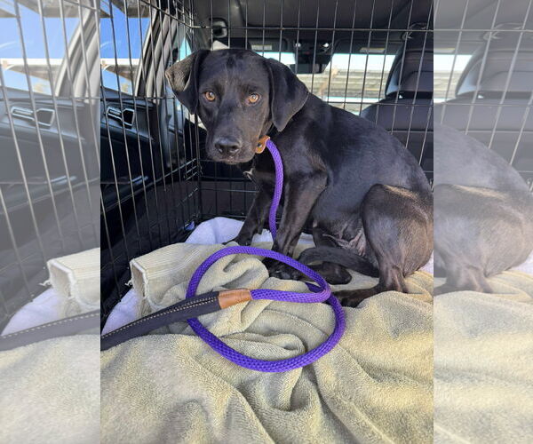 Medium Photo #4 Labrador Retriever-Unknown Mix Puppy For Sale in San Diego, CA, USA