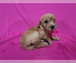 Small #3 Goldendoodle