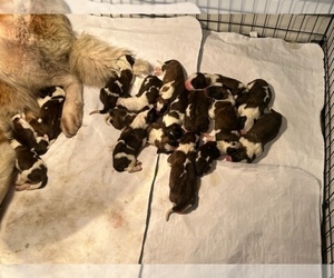 Saint Bernard Puppy for sale in ALBANY, OR, USA