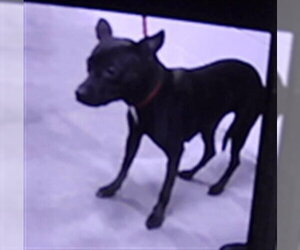 Mutt Dogs for adoption in St. Cloud, FL, USA
