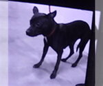 Small Mutt
