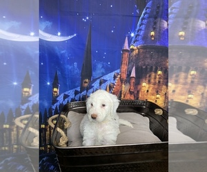 Shih Tzu Puppy for sale in SAINT AUGUSTINE, FL, USA