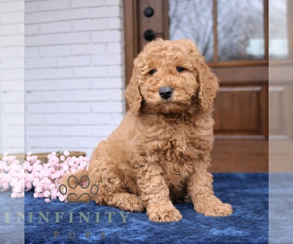 Medium Photo #2 Goldendoodle (Miniature) Puppy For Sale in NARVON, PA, USA
