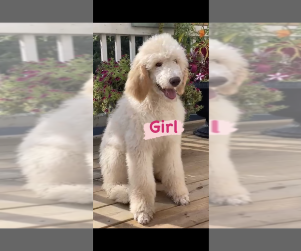 Full screen Photo #2 Poodle (Standard) Puppy For Sale in KITTY HAWK, NC, USA
