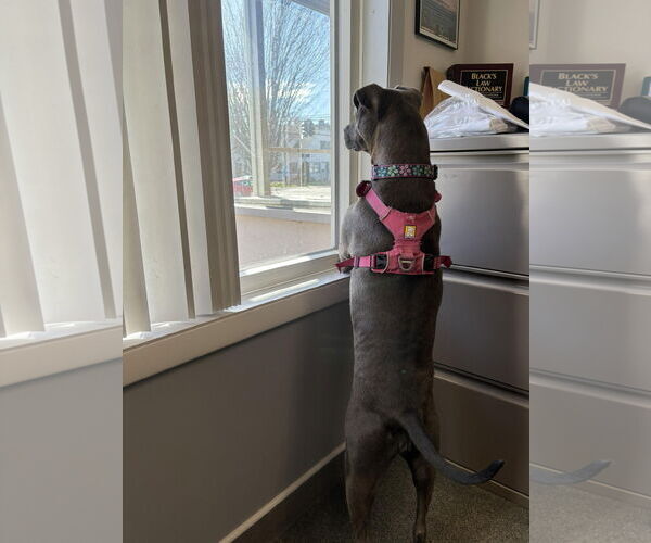 Medium Photo #3 Mutt Puppy For Sale in Shelburne, VT, USA