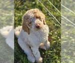 Puppy Puppy 1 Poodle (Standard)