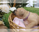 Small #9 Cane Corso