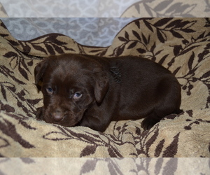 Labrador Retriever Puppy for Sale in GREENWOOD, Wisconsin USA