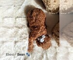 Small Photo #10 Goldendoodle (Miniature) Puppy For Sale in GASTONIA, NC, USA