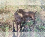 Small Photo #55 German Shorthaired Pointer Puppy For Sale in DENVER, CO, USA