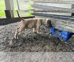 Small Photo #9 American Pit Bull Terrier Puppy For Sale in NAPLES, FL, USA