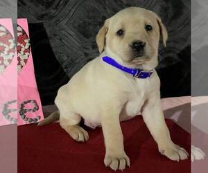 Labrador Retriever Puppy for sale in FORT PLAIN, NY, USA