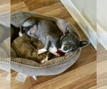 Small #10 Chihuahua Mix