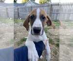 Small Labrador Retriever-Saint Bernard Mix