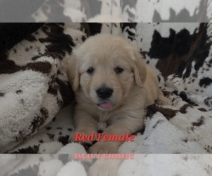 Medium Golden Retriever