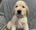 Small Photo #3 Golden Retriever Puppy For Sale in STRATFORD, OK, USA