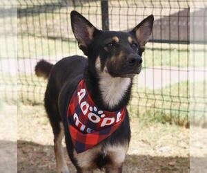 German Shepherd Dog-Unknown Mix Dogs for adoption in San Antonio, TX, USA
